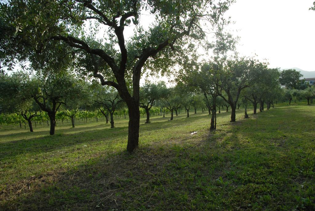 Tenuta Torellone San Potito Sannitico Exterior photo